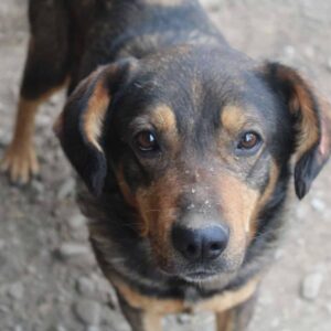 BEELO (♂) - seel. NOTFALL - leidet sehr im Shelter - dringend Platz gesucht!