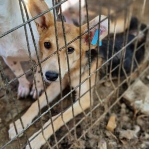 EDDIE - ausgereist zum TH Iserlohn