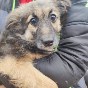 MÄDJE - reserviert Betty - vermittelt