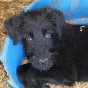 BLACK BEAUTY - reserviert TH Tuttlingen 13.12 - vermisst 12/2022