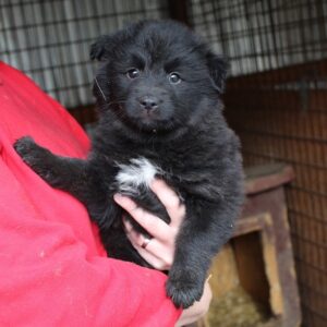 MOONCHILD - reserviert TH Limburg - vermittelt