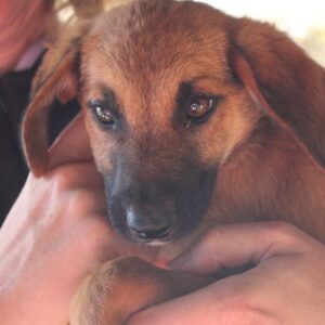 MAROONI - reserviert JW - vermittelt