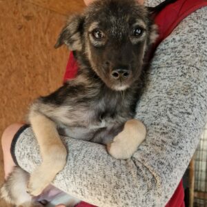 ISABELL - sollte schnellstmöglich ausreisen - reserviert Tierhilfe Lebenswert vermittelt