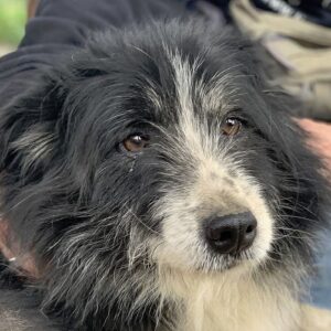 BILLY - Notfall (Epilepsie) - vermittelt Manuela