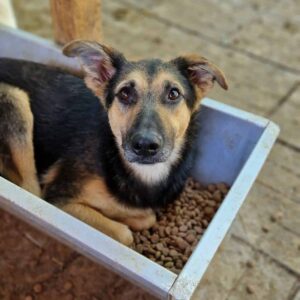 APAKA (♀) - vermittelt (BD)