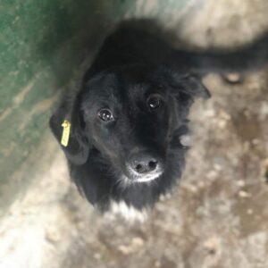 STERLING - reserviert TH Tuttlingen vermittelt