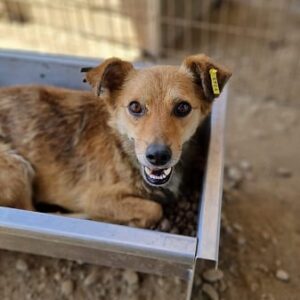 PEPPINO - auf PDR PS im PLZ Bezirk 21 - vermittelt