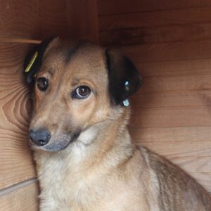 FIANNA (♀) - vermisst 04/2023