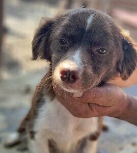 INOA - ausgereist zu PVA