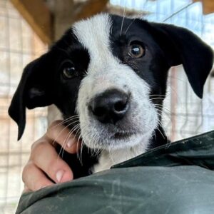 ENNIE - vermittelt MD