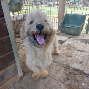 JEANY - Notfall: extrem dünn - reserviert TH Wannigsmühle vermittelt