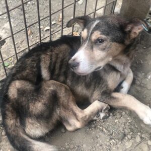 BERNIE - Notfall: hat stark abgebaut, super dünn - jetzt auf PDR PS im PLZ Bezirk 18