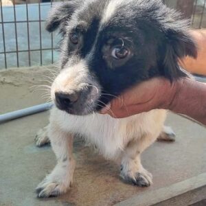 KAIPO - ausgereist zum TST Rösrath