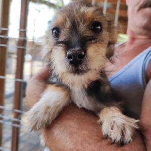 LIVIA - auf Pflegestelle in PLZ 2 vermittelt