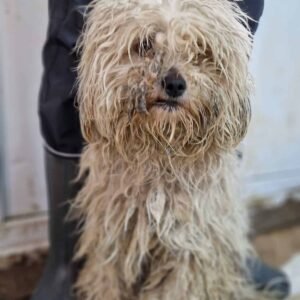 BRÖSELCHEN - sehr verfilzt - reserviert Tierhilfe Lebenswert DR - vermittelt