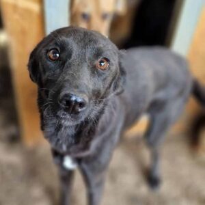 ANIELLA - auf Pflegestelle in PLZ 1 *vermittelt*