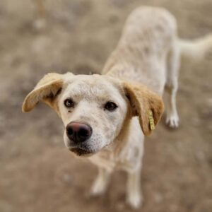 SWEETHEART - reserviert TH Limburg vermittelt