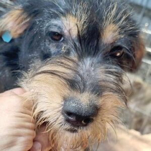 SUSE - Hautprobleme - ausgereist zum TST Rösrath