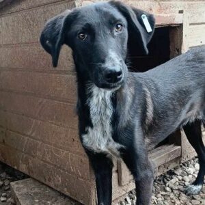 NYMPHA - zu dünn - reserviert für Tierhilfe Lebenswert DR - vermittelt