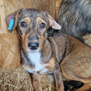 LUNA - ausgereist zur Tierhilfe Lebenswert