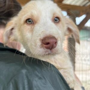 ARTUS - ausgereist zum KTH e.V.