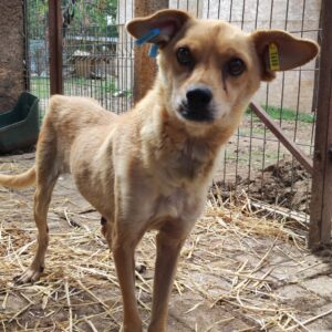 GRETEL - Notfall - extrem dünn - reserviert TH Wannigsmühle 19.09 vermittelt