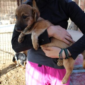 ARIZONA - reserviert TINO - vermittelt