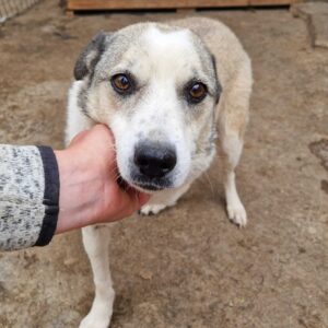 MAMIDU - linkes Vorderbein fehlt - reserviert Betty - vermittelt