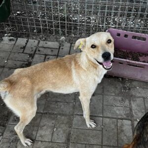 YAKARI - auf PDR PS im PLZ Bezirk 71 - vermittelt