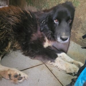 TAO - resignierter Senior, schlechter Zustand - Notfall - auf PDR PS im PLZ Bezirk 65 - vermittelt