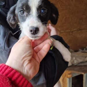 NILA - ausgereist zu Mit Tieren leben e.V.