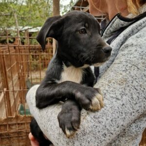 THORSTEN - auf Pflegestelle in PLZ 5 *vermittelt*