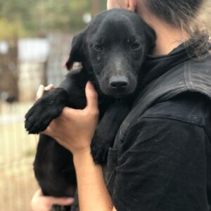 AYMANN - reserviert TST Rösrath vermittelt