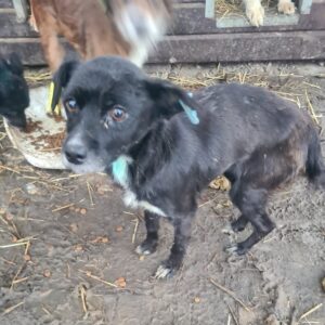 LOREANA - Notfall (viel zu dünn) - reserviert JW - vermittelt