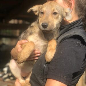 MARESI - reserviert TH Limburg vermittelt