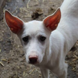 VALENTINE - reserviert Tierhilfe Lebenswert DR 21.10. - vermittelt