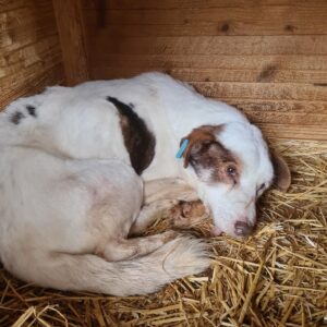 ANTON - RBB 19.12.2022