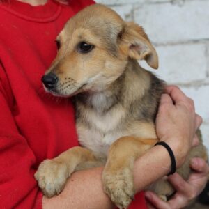 JARO - reserviert TH Limburg - vermittelt