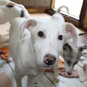 KORAY - reserviert Tierhilfe Lebenswert DR 11.01. - vermittelt