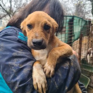 SANDOR - reserviert Mit Tieren leben - vermittelt