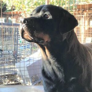 FIENCHEN - reserviert NadineH - vermittelt