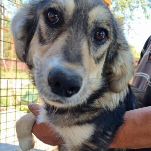 CHIQUITA - reserviert Tierhilfe Lebenswert DR (14.09.) - vermittelt