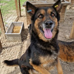 AXERO (♂) - vermisst 11/24