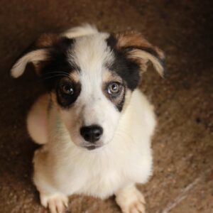 FRIOLE - reserviert TH Tuttlingen vermittelt