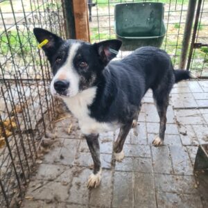 HAPPIE - reserviert Tierhilfe Lebenswert DR 04.02. - vermittelt