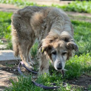 KNOLLE - kranke Seniorin - aktuell nicht vermittelbar - RBB 09/23
