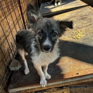 JOSEPH - ausgereist zur Tierhilfe Lebenswert