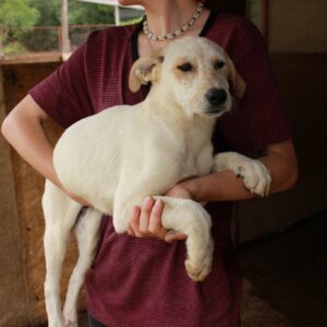 NORLEA - reserviert Vergessene Pfoten Stuttgart vermittelt