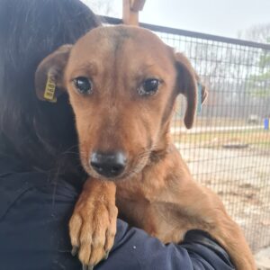 MARIELLA - seel. Notfall - reserviert TH Filderstadt - vermittelt