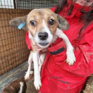 DORI - reserviert TH Filderstadt - vermittelt